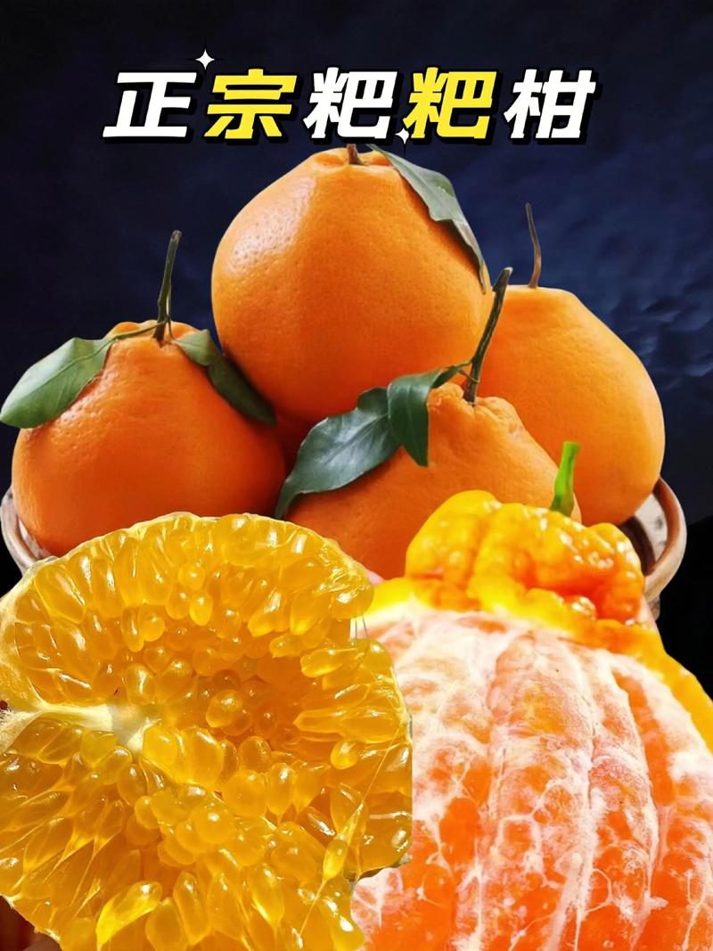掌握种植技巧，让南充柑橘香满园