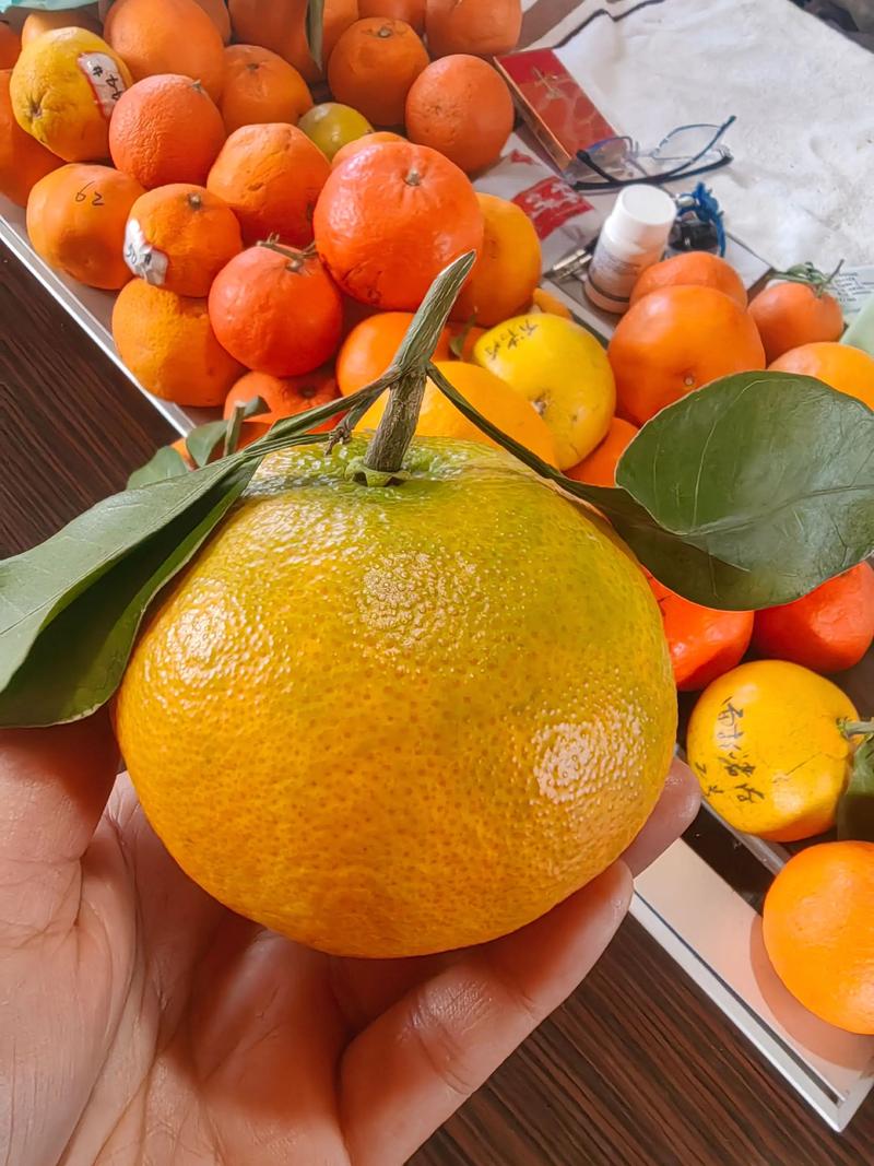 如何挑选优质的颜玉杂柑？