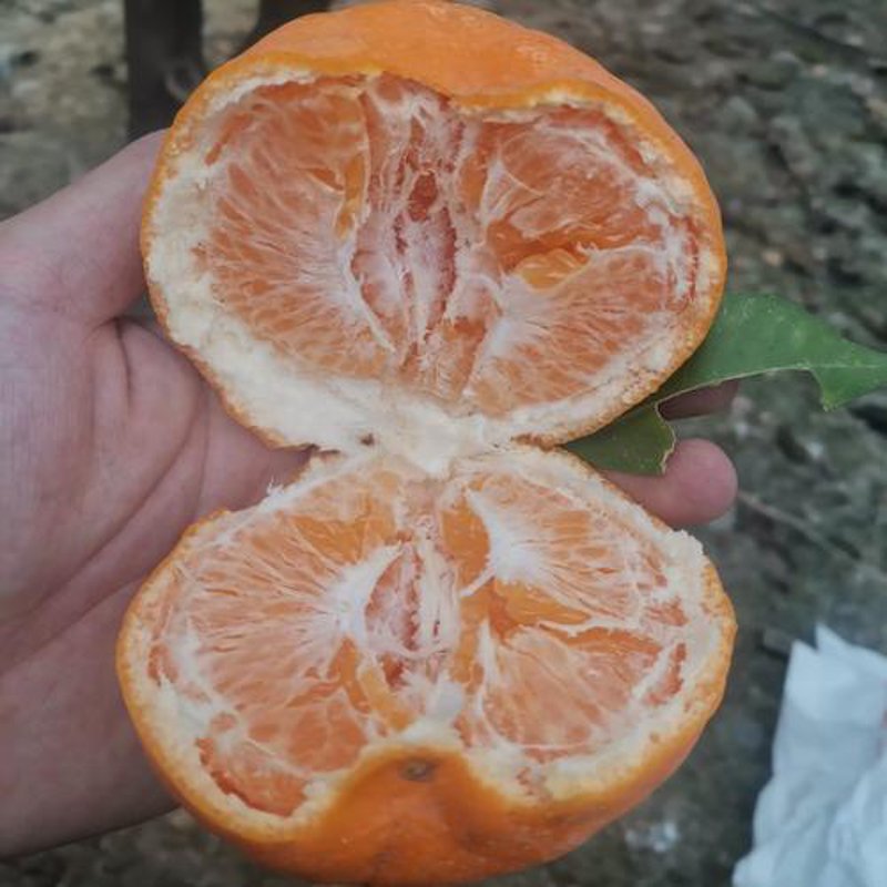 颜玉杂柑